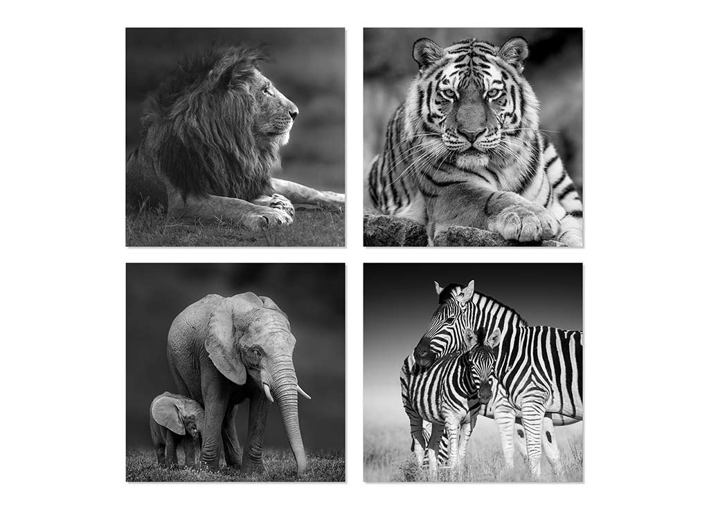LAMINA 50X50 SAFARI ASS-4 cod. 3001728