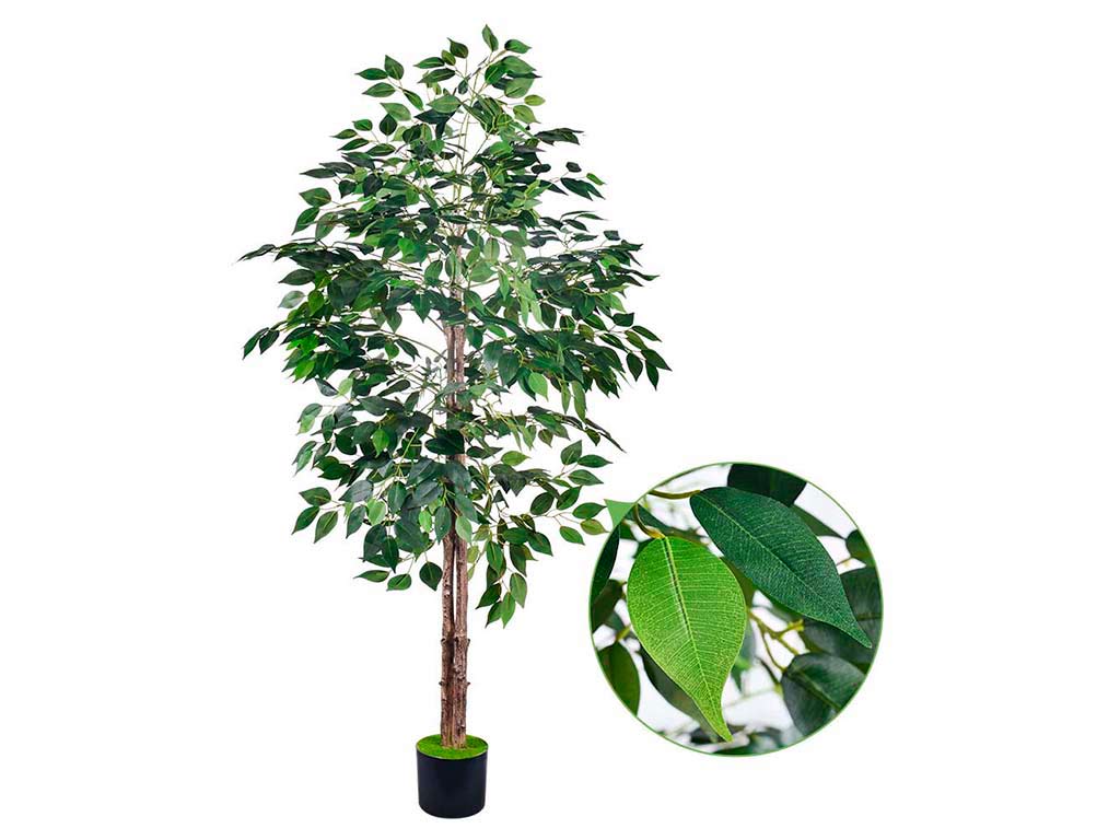 FICUS BENJAMINA 160 CM. 36 RAMI cod. 3200225